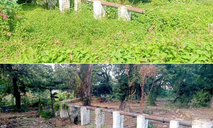 ஈரோடு வ.உ.சி. பூங்காவில் புதர்மண்டி கிடந்த செடி, கொடிகள் அகற்றம்