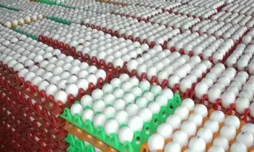 நாமக்கல் மண்டலத்தில் முட்டை விலை 20 காசுகள் குறைந்தது