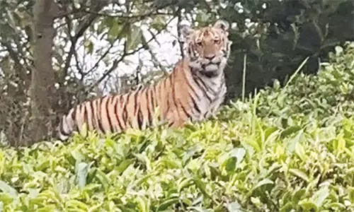 தேயிலை தோட்டத்தில் புலி நடமாட்டம்; டிரோன் மூலம் வனத்துறை தீவிர கண்காணிப்பு