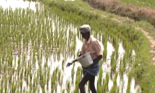 நெல்லையில் யூரியா தட்டுப்பாடு - விவசாயிகள் வேதனை