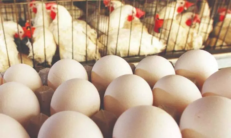 நாமக்கல் முட்டை கொள்முதல் விலை ரூ. 6 ஆக நிர்ணயம்