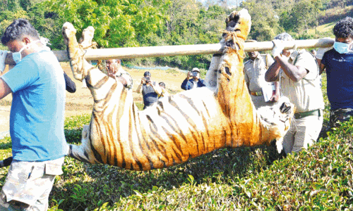 நீலகிரி: தேயிலை தோட்டத்தில் காயத்துடன் சுற்றித்திரிந்த புலி உயிரிழப்பு