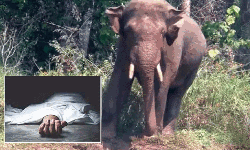 நள்ளிரவில் வீட்டுக்குள் புகுந்து 3 பேரை மிதித்து கொன்ற காட்டு யானை.!