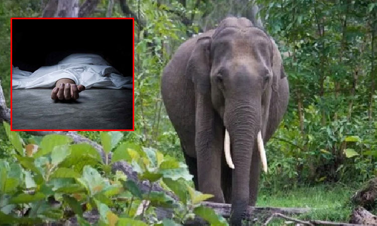 ஜார்க்கண்ட்: ஒரே குடும்பத்தின் 4 பேர் உள்பட 6 பேர் யானை தாக்கி பலி