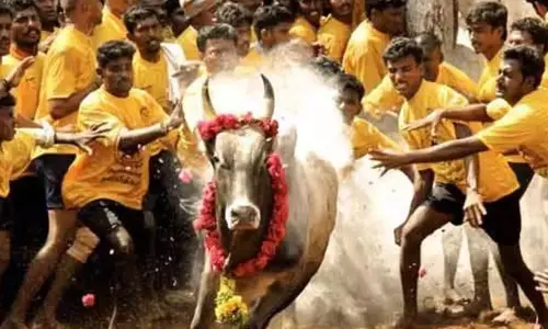 மதுரை: ஜல்லிக்கட்டு போட்டிகளில் கலந்து கொள்ள ஆன்லைன் முன்பதிவு தொடங்கியது மதுரை: ஜல்லிக்கட்டு போட்டிகளில் கலந்து கொள்ள ஆன்லைன் முன்பதிவு தொடங்கியது