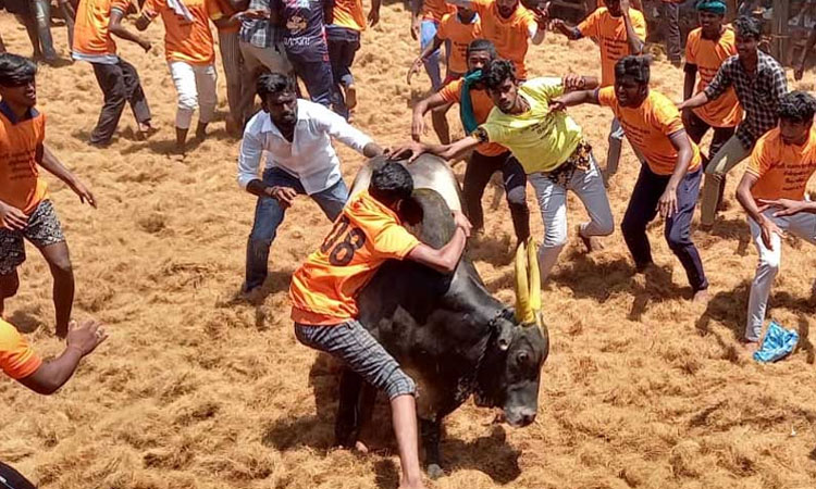 சிவகங்கை:  ஜல்லிக்கட்டு போட்டிக்கான இடங்கள் குறித்து அறிக்கை தாக்கல் செய்ய சென்னை ஐகோர்ட்டு மதுரை கிளை உத்தரவு