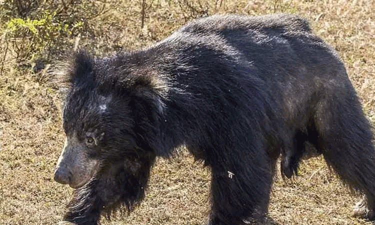 நெல்லை: வயலுக்கு சென்ற பெண்ணை கடித்து குதறிய கரடி