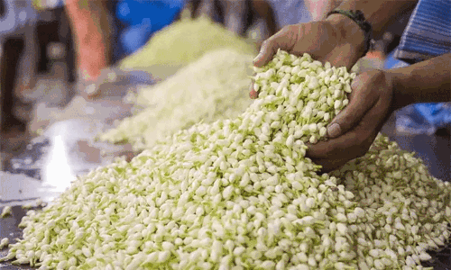 பொங்கல் எதிரொலி... ராக்கெட் வேகத்தில் உயரும் மல்லிகை பூ விலை.!