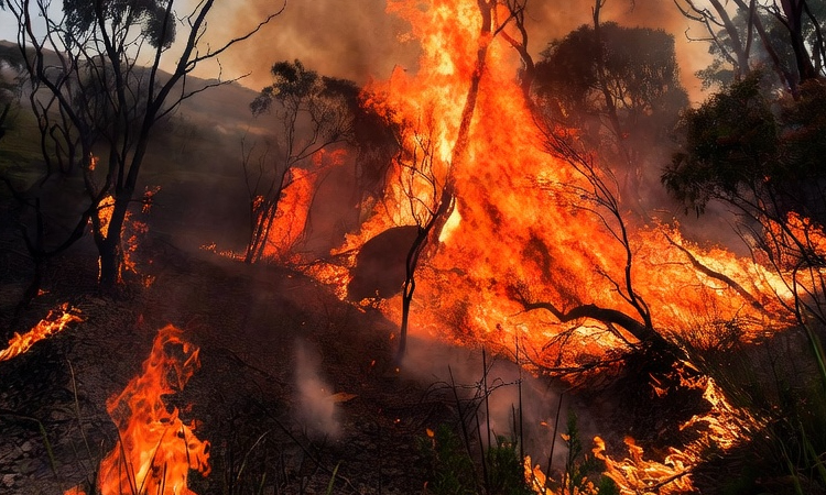 ஆஸ்திரேலியாவில் வேகமாக பரவும் காட்டுத்தீ: ஒருவர் பலி