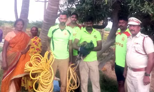 கிணற்றில் விழுந்த மயில்- தீயணைப்பு வீரர்கள் மீட்டனர் கிணற்றில் விழுந்த மயில்- தீயணைப்பு வீரர்கள் மீட்டனர்