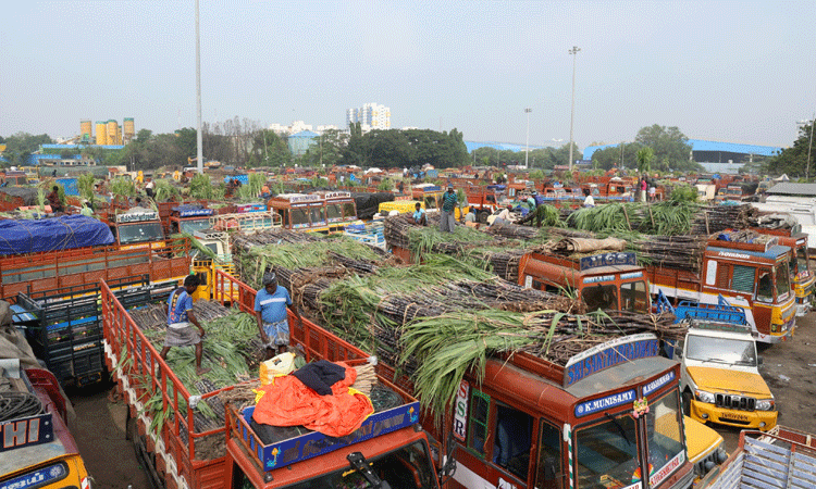பொங்கல் எதிரொலி... கோயம்பேடு சந்தையில் கரும்பு, மஞ்சள் விற்பனை அமோகம்