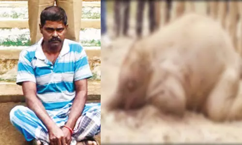 நாட்டு வெடியை கடித்த குட்டி யானை உயிரிழப்பு: விவசாயி கைது நாட்டு வெடியை கடித்த குட்டி யானை உயிரிழப்பு: விவசாயி கைது