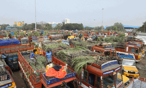 பொங்கல் எதிரொலி... கோயம்பேடு சந்தையில் கரும்பு, மஞ்சள் விற்பனை அமோகம்