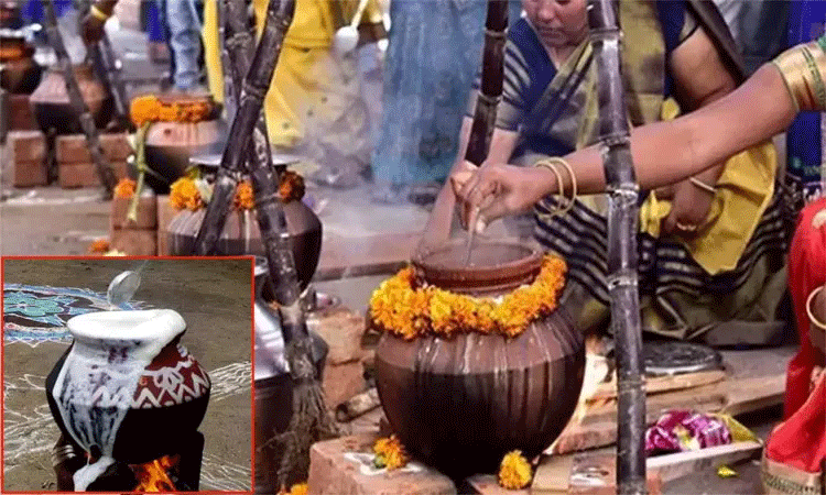 பொங்கலோ பொங்கல்...” - தமிழ்நாடு முழுவதும் பொங்கல் பண்டிகை உற்சாக கொண்டாட்டம்! பொங்கலோ பொங்கல்...” - தமிழ்நாடு முழுவதும் பொங்கல் பண்டிகை உற்சாக கொண்டாட்டம்!