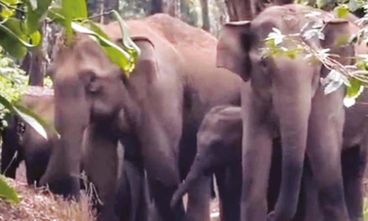 கூடலூர்-ஓவேலி சாலையில் காட்டு யானைகள் நடமாட்டம்: வாகன ஓட்டிகளுக்கு எச்சரிக்கை