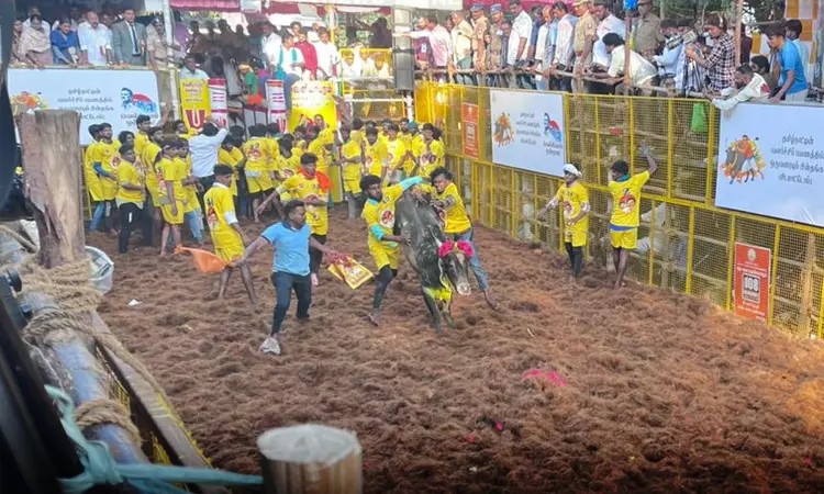 அவனியாபுரம் ஜல்லிக்கட்டு 2-வது சுற்று நிறைவு: 7 காளைகளை அடக்கி பிரகாஷ் என்பவர் முதலிடம் அவனியாபுரம் ஜல்லிக்கட்டு 2-வது சுற்று நிறைவு: 7 காளைகளை அடக்கி பிரகாஷ் என்பவர் முதலிடம்