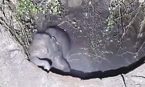 கிணற்றில் தவறி விழுந்த குட்டி யானையை போராடி மீட்ட வனத்துறையினர் கிணற்றில் தவறி விழுந்த குட்டி யானையை போராடி மீட்ட வனத்துறையினர்