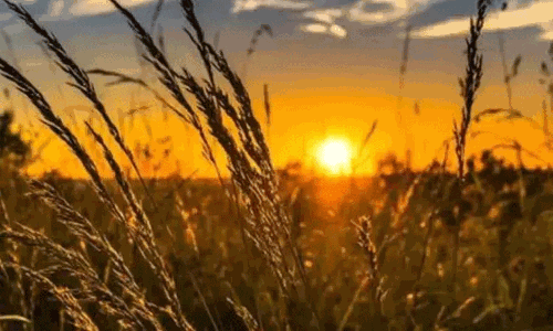 தமிழகத்தில் அடுத்த 7 நாட்களுக்கு வறண்ட வானிலை நிலவும்