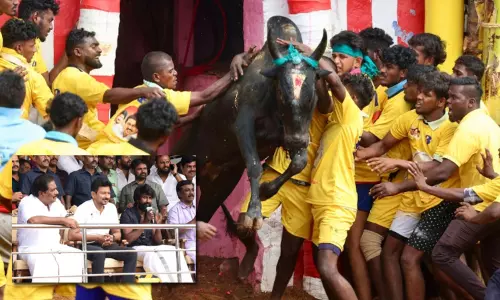 களைகட்டும் பாலமேடு ஜல்லிக்கட்டு... சீறும் காளைகளை அடக்கும் காளையர்கள்