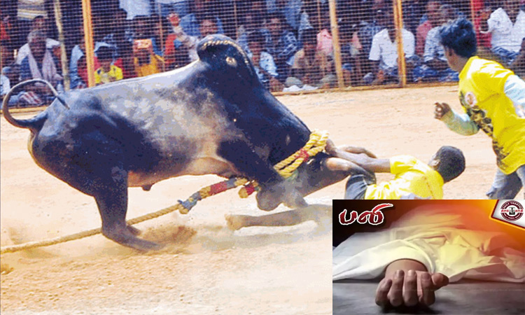 சேலம்: மஞ்சுவிரட்டில் காளை முட்டி பெண் உள்பட 2 பேர் பலி