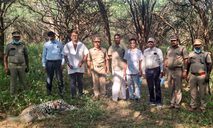 தர்மபுரி வனப்பகுதியில் சிறுத்தை உயிரிழப்பு - வனத்துறை அதிகாரிகள் விசாரணை