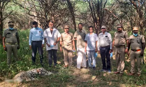 தர்மபுரி வனப்பகுதியில் சிறுத்தை உயிரிழப்பு - வனத்துறை அதிகாரிகள் விசாரணை