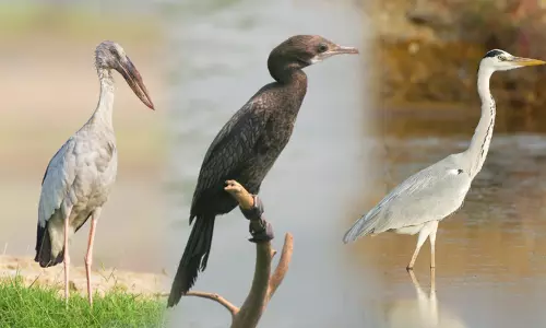 தாமிரபரணி பாசன பகுதிகளில் பறவைகள் கணக்கெடுப்பு பணி - 23-ந்தேதி தொடக்கம்