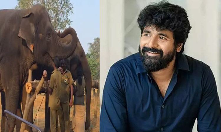 வண்டலூர் பூங்கா யானையை  தத்தெடுத்த நடிகர் சிவகார்த்திகேயன்