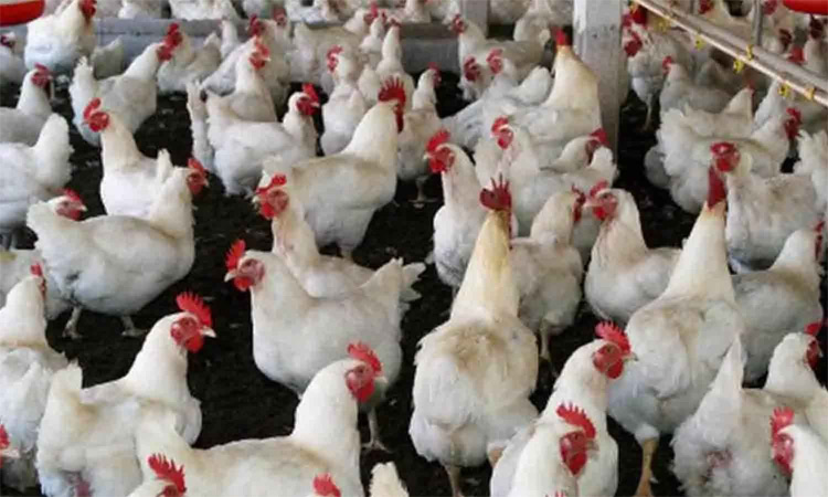 கோழி வளர்க்கும் விவசாயிகளுக்கு ஒரு கிலோவுக்கு ரூ.20 வழங்க நடவடிக்கை: தமிழ்நாடு விவசாயிகள் சங்கம் வலியுறுத்தல்