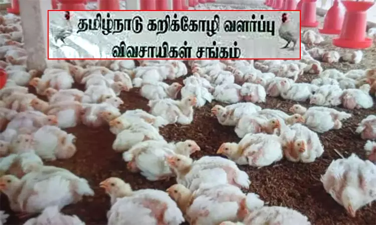 கறிக்கோழி வளர்ப்பு தொழில்: முத்தரப்பு பேச்சு வார்த்தை நடத்த அரசுக்கு கோரிக்கை கறிக்கோழி வளர்ப்பு தொழில்: முத்தரப்பு பேச்சு வார்த்தை நடத்த அரசுக்கு கோரிக்கை