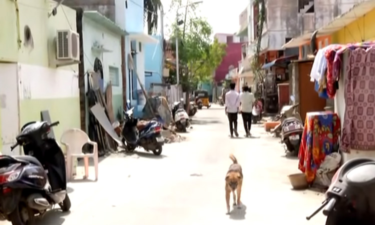 சென்னையில் வளர்ப்பு நாய் கடித்து சிறுவன் படுகாயம்