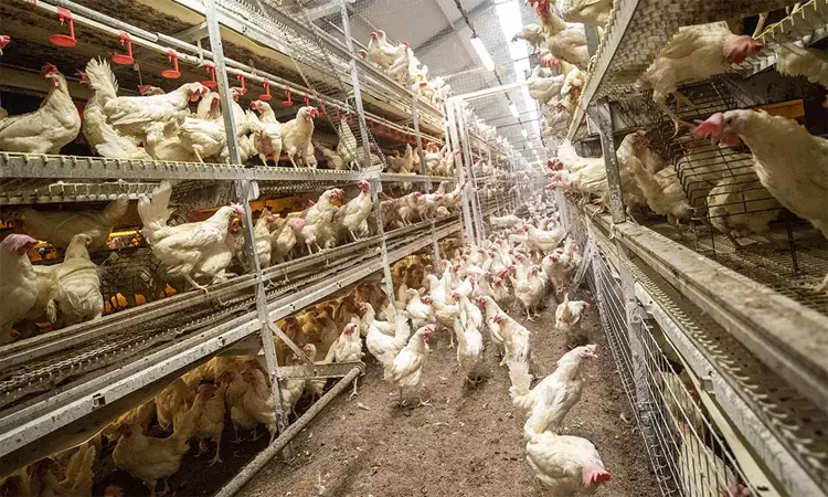 கறிக்கோழி வளர்ப்புக் குறித்து ஆய்வு செய்ய மாவட்ட அளவில் தொழில்நுட்பக் குழு அமைப்பு கறிக்கோழி வளர்ப்புக் குறித்து ஆய்வு செய்ய மாவட்ட அளவில் தொழில்நுட்பக் குழு அமைப்பு