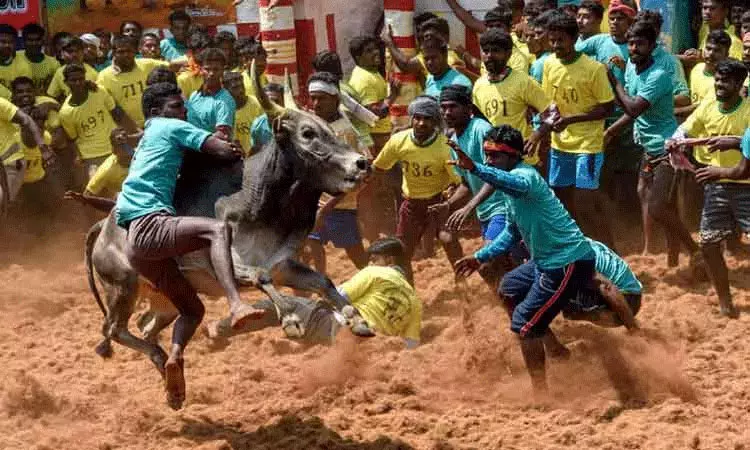 ஜல்லிக்கட்டு நடத்துவதில் உள்ள சிரமங்களை களைய விதிமுறைகளில் தளர்வு ஜல்லிக்கட்டு நடத்துவதில் உள்ள சிரமங்களை களைய விதிமுறைகளில் தளர்வு