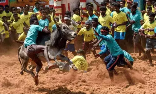 ஜல்லிக்கட்டு நடத்துவதில் உள்ள சிரமங்களை களைய விதிமுறைகளில் தளர்வு ஜல்லிக்கட்டு நடத்துவதில் உள்ள சிரமங்களை களைய விதிமுறைகளில் தளர்வு