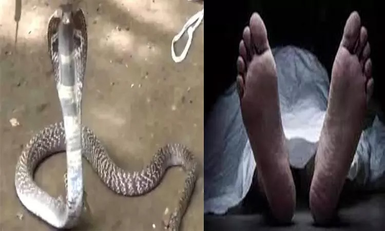 பாம்பு கடித்து அஞ்சலக ஊழியர் உயிரிழப்பு