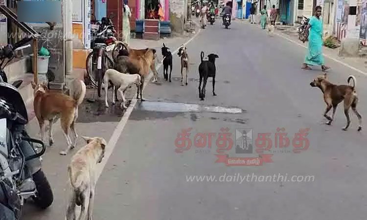 தெலுங்கானா: கிராமங்களில் 900 தெருநாய்கள் படுகொலை; அதிர்ச்சி தகவல்