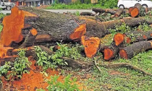 பொது இடங்களில் அனுமதியின்றி மரங்கள் வெட்டிய 6 நபர்களுக்கு ரூ.1.75 லட்சம் அபராதம் பொது இடங்களில் அனுமதியின்றி மரங்கள் வெட்டிய 6 நபர்களுக்கு ரூ.1.75 லட்சம் அபராதம்