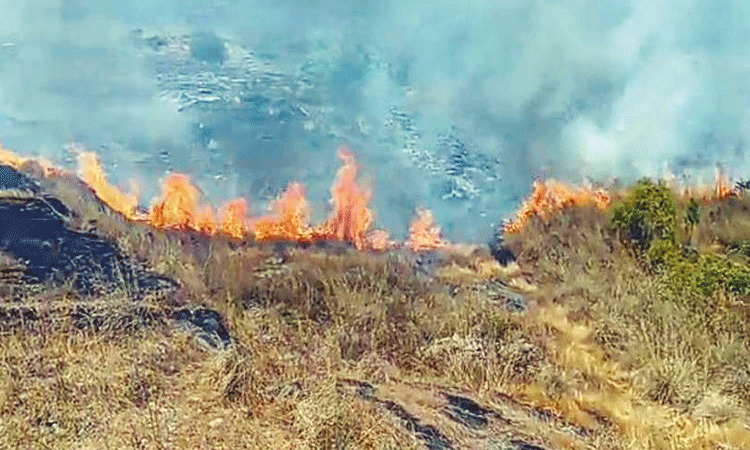 வால்பாறை அருகே காட்டுப்பகுதியில் திடீர் தீ; மரங்கள் எரிந்து நாசம்