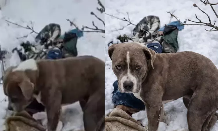 மலையேற்றத்தின்போது இளைஞர் உயிரிழப்பு: எஜமானரின் உடலை 3 நாட்கள் பாதுகாத்த செல்லப்பிராணி நாய் மலையேற்றத்தின்போது இளைஞர் உயிரிழப்பு: எஜமானரின் உடலை 3 நாட்கள் பாதுகாத்த செல்லப்பிராணி நாய்